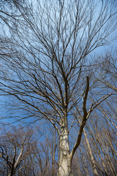 Kahler Baum von unten gesehen vor blauem Himmel
